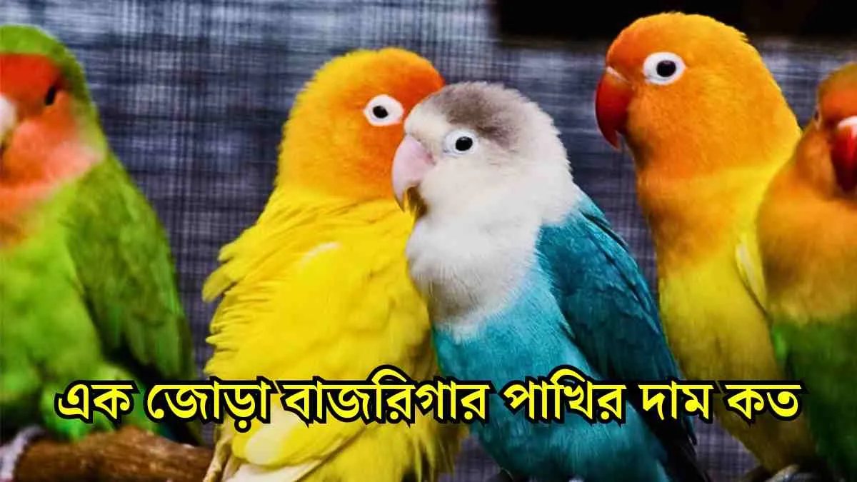 এক জোড়া বাজরিগার পাখির দাম কত।